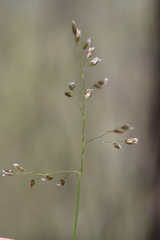 Anthoxanthum australe