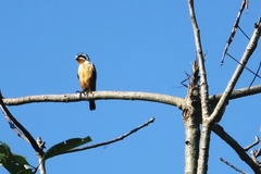 Microhierax caerulescens