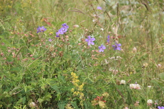 Geranium ruprechtii