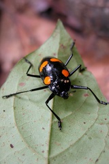 Scaphidomorphus bosci