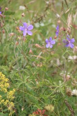Geranium ruprechtii