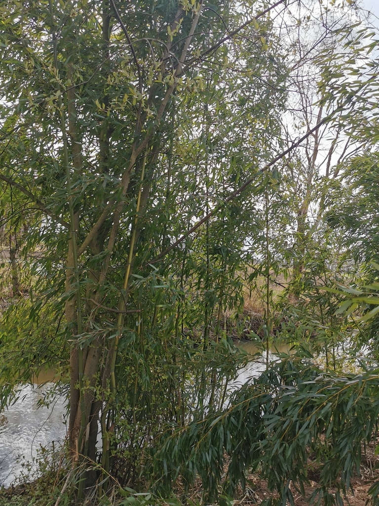 Trúc chỉ vàng – Phyllostachys aureosulcata