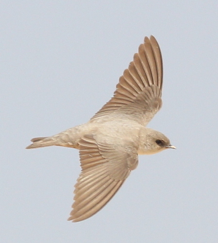 Pale Crag Martin (Ptyonoprogne obsoleta), photo 8