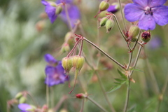 Geranium ruprechtii