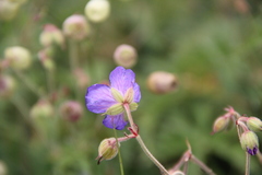 Geranium ruprechtii