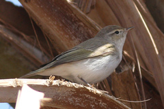 Phylloscopus orientalis