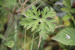 Geranium ruprechtii