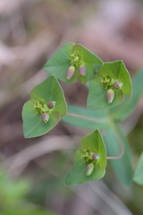 Euphorbia variabilis