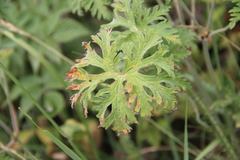 Geranium ruprechtii