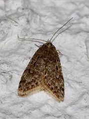 Semioscopis megamicrella