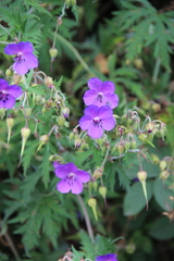 Geranium ruprechtii