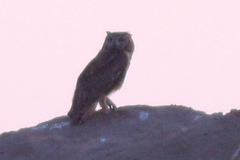 Bubo ascalaphus