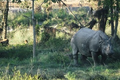 Rhinoceros unicornis