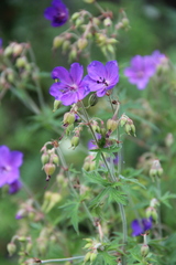 Geranium ruprechtii