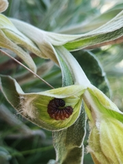 Muschampia