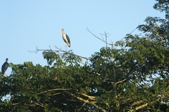 Leptoptilos javanicus