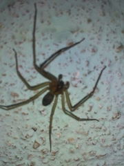 Loxosceles amazonica
