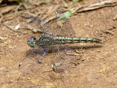 Brachythemis