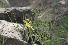 Lomatium simplex
