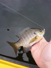 Lepomis macrochirus macrochirus