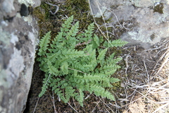 Woodsia oregana