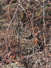 Nerodia sipedon sipedon