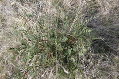 Astragalus eremiticus