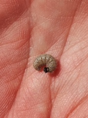 Muschampia baeticus