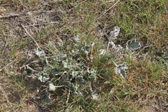 Sphaeralcea munroana