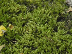 Schistidium rivulare