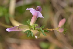 Chamaecytisus purpureus