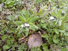 Buglossoides czernjajevii