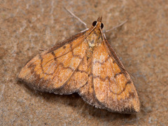 Ecpyrrhorrhoe rubiginalis
