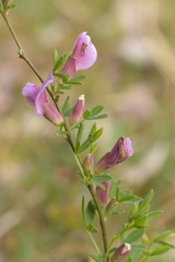 Chamaecytisus purpureus
