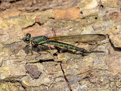 Chlorocypha trifaria
