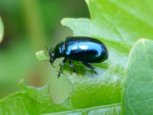 Grape Flea Beetle photo 4