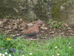 Streptopelia senegalensis
