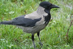 Corvus cornix