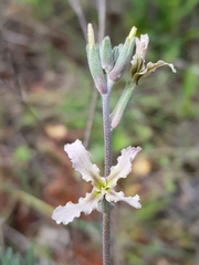 Matthiola fruticulosa
