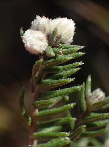 Image of Phylica karroica by (c) Nicola van Berkel, some rights reserved (CC BY-SA)