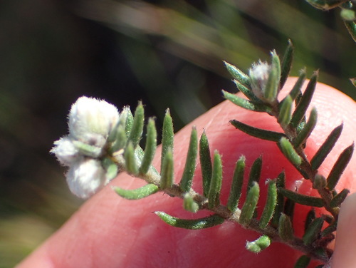 Image of Phylica karroica by (c) Nicola van Berkel, some rights reserved (CC BY-SA)
