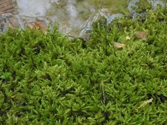 Schistidium rivulare