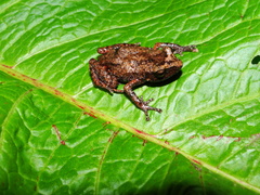 Eleutherodactylus jaliscoensis