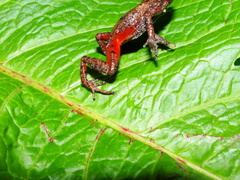 Eleutherodactylus jaliscoensis