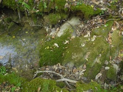 Schistidium rivulare