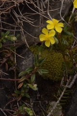Helianthemum oelandicum