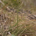 Crepis froelichiana froelichiana - Photo (c) Giovanni Perico,  זכויות יוצרים חלקיות (CC BY-NC), הועלה על ידי Giovanni Perico