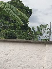 Herpetotheres cachinnans