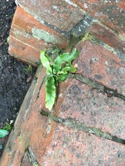Asplenium scolopendrium