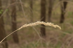 Calamagrostis varia